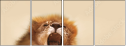 51106719