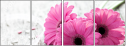 51271995