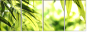 51529189