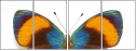 51555620