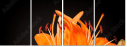 51668124