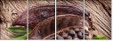 51722126