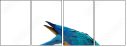 51755267
