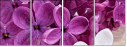 51957313