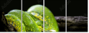 52158652