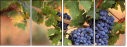 52573606