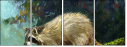 52717561