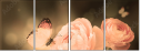 52744741