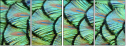 53512479