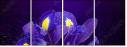 53724504