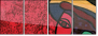 53800770