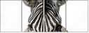 53992144