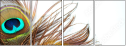 54904462
