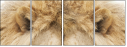 55423548