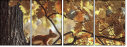 55703900