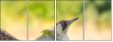 55853696