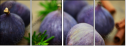 55956609