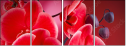 56946263
