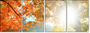 57194440