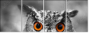 57830545