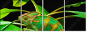 57907029