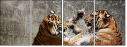 58756900