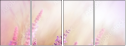 58998785