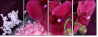 59389806