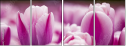59655482