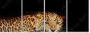 59934153