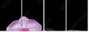 60313286