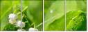 61638784