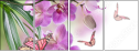 62095450