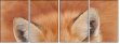 62758452