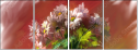 62921720