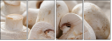 63406679