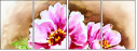 63920079