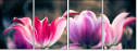 64764645