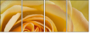 64954045