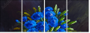 66105575