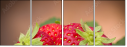 67189229
