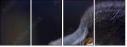67261784