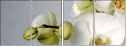67524614