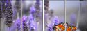 68001628
