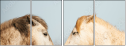 68105257