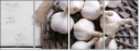 68423172