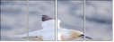 68956186