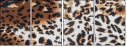 69044365