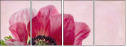 70746560