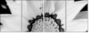71181016
